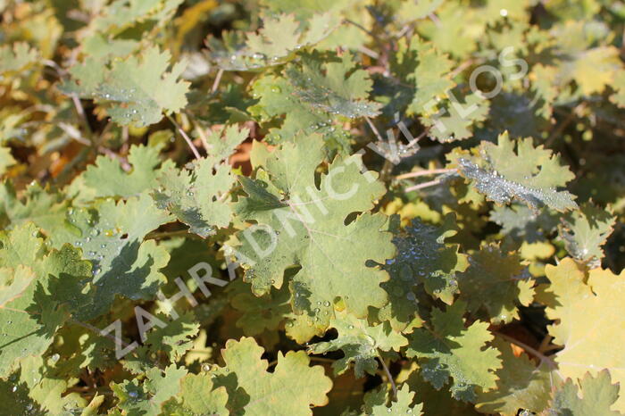 Makleja - Macleaya microcarpa (cordata)