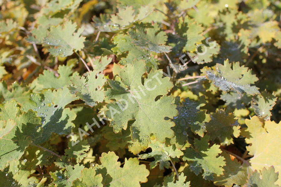 Makleja - Macleaya microcarpa (cordata)