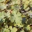 Makleja - Macleaya microcarpa (cordata)