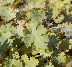 Makleja - Macleaya microcarpa (cordata)