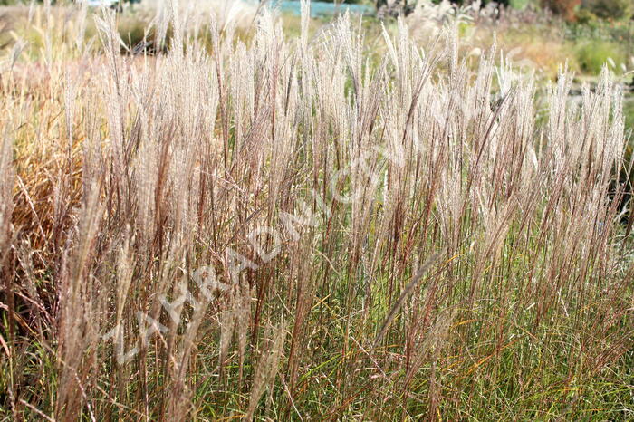 Ozdobnice čínská 'Rotsilber' - Miscanthus sinensis 'Rotsilber'