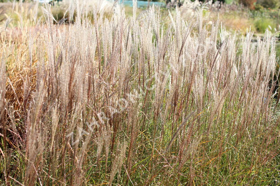 Ozdobnice čínská 'Rotsilber' - Miscanthus sinensis 'Rotsilber'