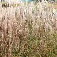 Ozdobnice čínská 'Rotsilber' - Miscanthus sinensis 'Rotsilber'