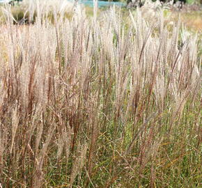 Ozdobnice čínská 'Rotsilber' - Miscanthus sinensis 'Rotsilber'