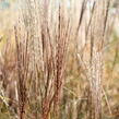 Ozdobnice čínská 'Rotsilber' - Miscanthus sinensis 'Rotsilber'