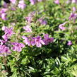 Plamenka 'Woodlander Pink' - Phlox hybrida 'Woodlander Pink'