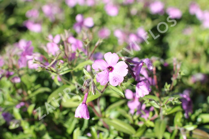 Plamenka 'Woodlander Pink' - Phlox hybrida 'Woodlander Pink'