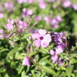 Plamenka 'Woodlander Pink' - Phlox hybrida 'Woodlander Pink'