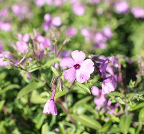 Plamenka 'Woodlander Pink' - Phlox hybrida 'Woodlander Pink'