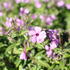 Phlox hybrida 'Woodlander Pink'.JPG