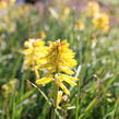 Kleopatřina jehla (mnohokvět) 'Popsicle Banana' - Kniphofia uvaria 'Popsicle Banana'