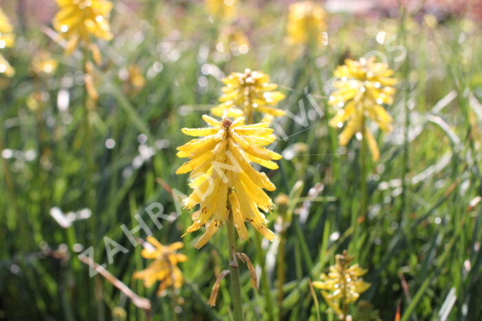 Kleopatřina jehla (mnohokvět) 'Popsicle Banana' - Kniphofia uvaria 'Popsicle Banana'