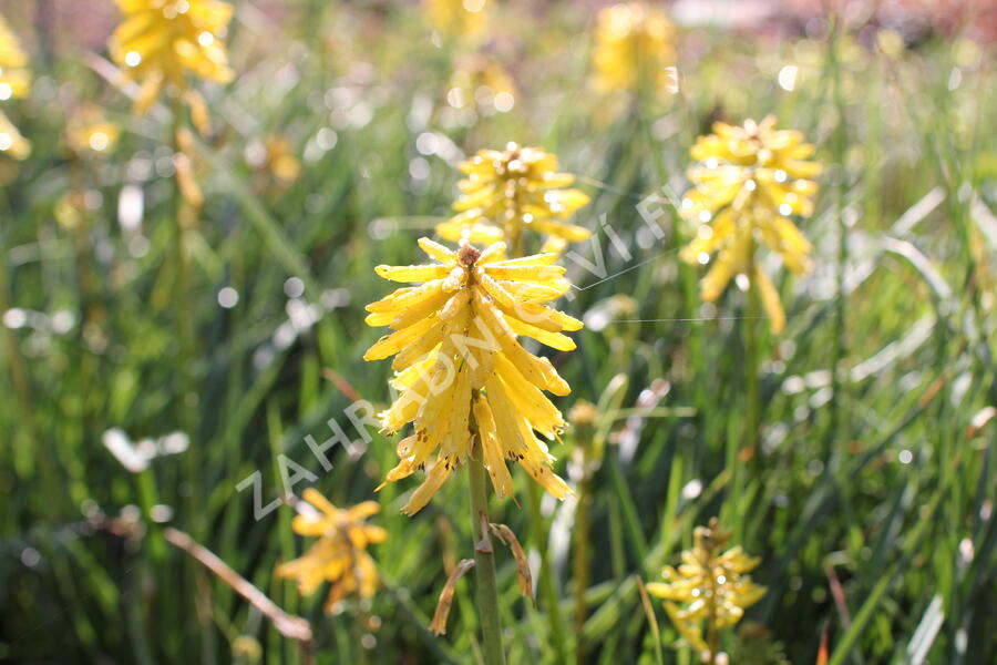 Kleopatřina jehla (mnohokvět) 'Popsicle Banana' - Kniphofia uvaria 'Popsicle Banana'