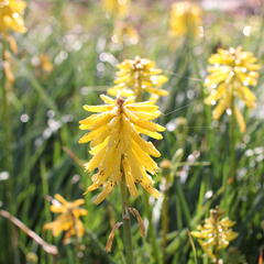 Kleopatřina jehla (mnohokvět) 'Popsicle Banana' - Kniphofia uvaria 'Popsicle Banana'