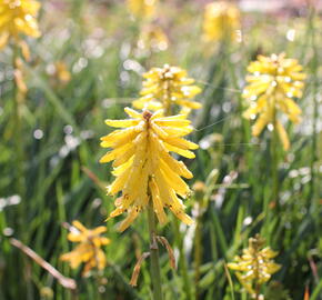 Kleopatřina jehla (mnohokvět) 'Popsicle Banana' - Kniphofia uvaria 'Popsicle Banana'