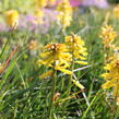 Kleopatřina jehla (mnohokvět) 'Popsicle Banana' - Kniphofia uvaria 'Popsicle Banana'