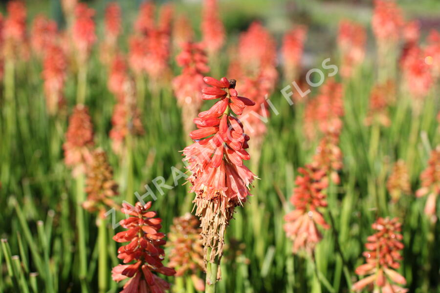 Kleopatřina jehla (mnohokvět) 'Popsicle Red Hot' - Kniphofia uvaria 'Popsicle Red Hot'