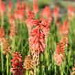 Kleopatřina jehla (mnohokvět) 'Popsicle Red Hot' - Kniphofia uvaria 'Popsicle Red Hot'