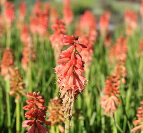 Kleopatřina jehla (mnohokvět) 'Popsicle Red Hot' - Kniphofia uvaria 'Popsicle Red Hot'