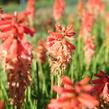 Kleopatřina jehla (mnohokvět) 'Popsicle Red Hot' - Kniphofia uvaria 'Popsicle Red Hot'