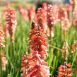 Kleopatřina jehla (mnohokvět) 'Popsicle Red Hot' - Kniphofia uvaria 'Popsicle Red Hot'