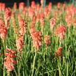 Kleopatřina jehla (mnohokvět) 'Popsicle Red Hot' - Kniphofia uvaria 'Popsicle Red Hot'