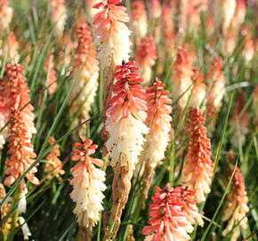 Kleopatřina jehla 'Popsicle Orange Vanilla' - Kniphofia uvaria 'Popsicle Orange Vanilla'