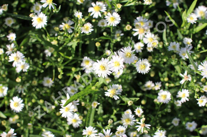 Hvězdnice 'Nanus' - Aster ageratoides v. adustus 'Nanus'