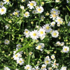 Hvězdnice 'Nanus' - Aster ageratoides v. adustus 'Nanus'