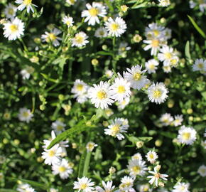 Hvězdnice 'Nanus' - Aster ageratoides v. adustus 'Nanus'