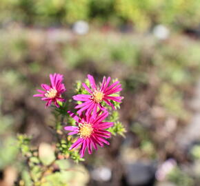 Hvězdnice novobelgická 'W.Churchill' - Aster novi-belgii 'W.Churchill'