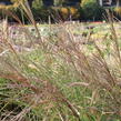 Ozdobnice čínská 'Sarabande' - Miscanthus sinensis 'Sarabande'