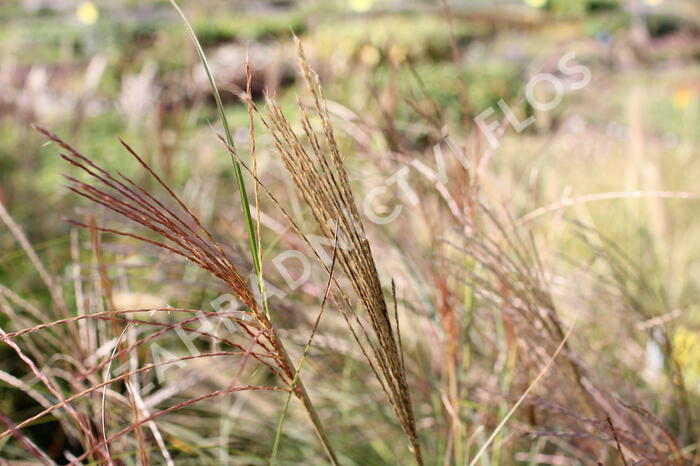 Ozdobnice čínská 'Sarabande' - Miscanthus sinensis 'Sarabande'