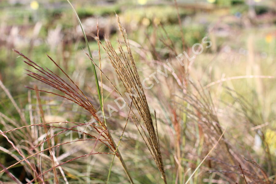 Ozdobnice čínská 'Sarabande' - Miscanthus sinensis 'Sarabande'