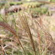 Ozdobnice čínská 'Sarabande' - Miscanthus sinensis 'Sarabande'