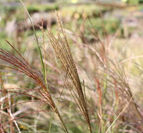 Ozdobnice čínská 'Sarabande' - Miscanthus sinensis 'Sarabande'