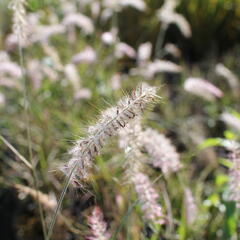 Dochan východní - Pennisetum orientale