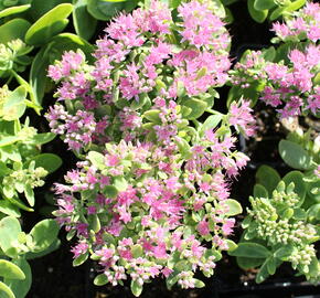 Rozchodník nádherný 'Brilliant' - Sedum spectabile 'Brilliant'