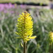 Kleopatřina jehla 'Dorset Sentry' - Kniphofia uvaria 'Dorset Sentry'