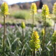 Kleopatřina jehla 'Dorset Sentry' - Kniphofia uvaria 'Dorset Sentry'