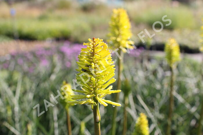 Kleopatřina jehla 'Dorset Sentry' - Kniphofia uvaria 'Dorset Sentry'