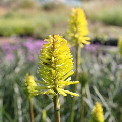 Kleopatřina jehla 'Dorset Sentry' - Kniphofia uvaria 'Dorset Sentry'