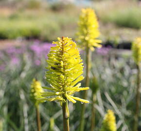 Kleopatřina jehla 'Dorset Sentry' - Kniphofia uvaria 'Dorset Sentry'