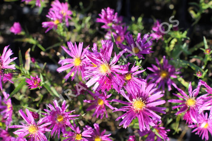 Hvězdnice keříčkovitá 'Island Tonga' - Aster dumosus 'Island Tonga'