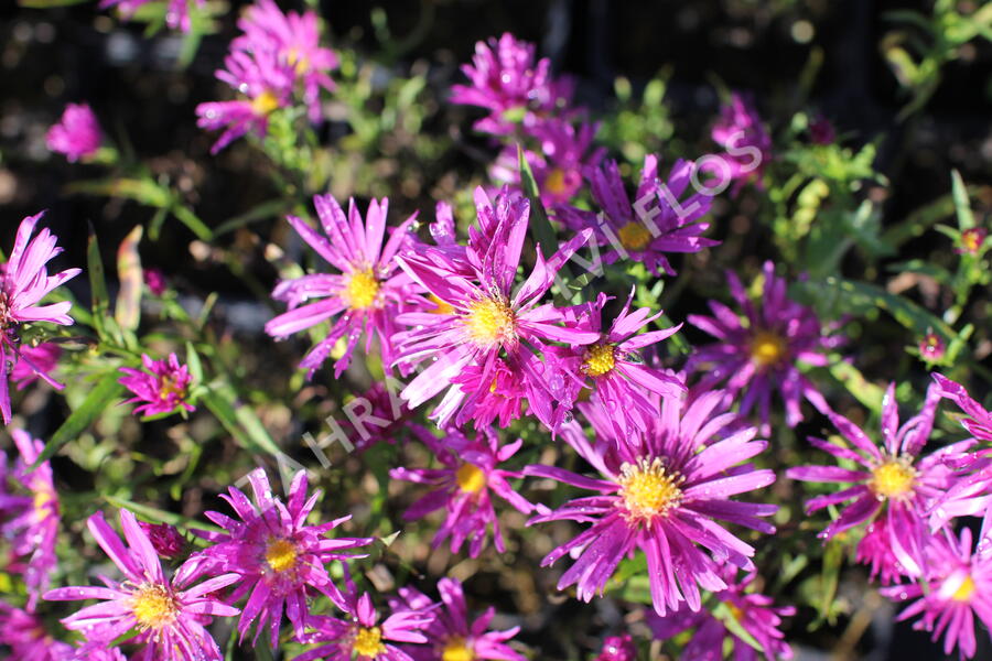 Hvězdnice keříčkovitá 'Island Tonga' - Aster dumosus 'Island Tonga'