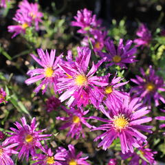 Hvězdnice keříčkovitá 'Island Tonga' - Aster dumosus 'Island Tonga'