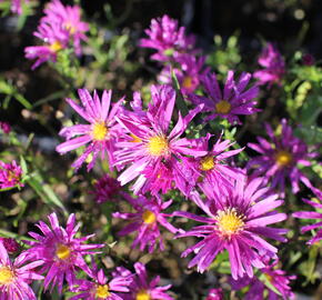 Hvězdnice keříčkovitá 'Island Tonga' - Aster dumosus 'Island Tonga'