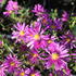 Aster dumosus 'Island Tonga'.JPG