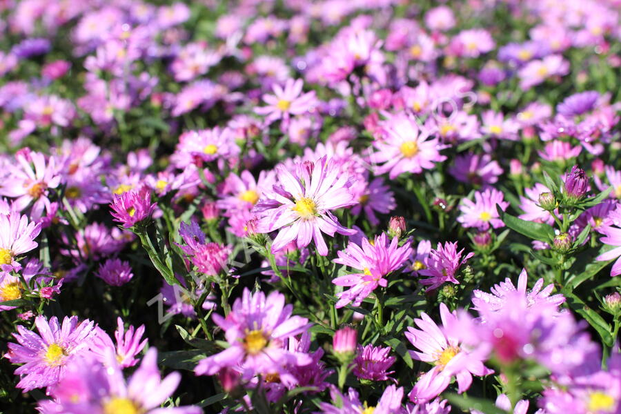 Hvězdnice novobelgická 'Eventide' - Aster novi-belgii 'Eventide'