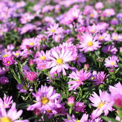 Hvězdnice novobelgická 'Eventide' - Aster novi-belgii 'Eventide'